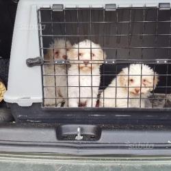 Lagotto Romagnolo