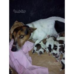 Cuccioli di jack russel