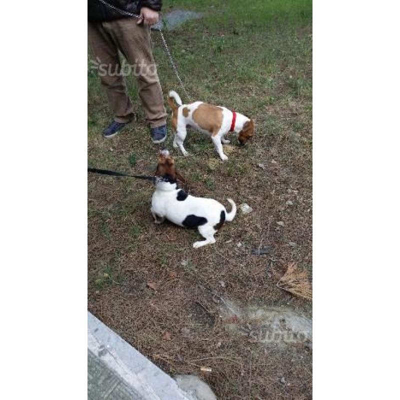 Cuccioli di jack russel