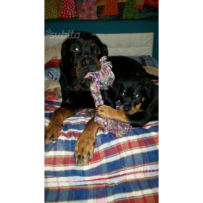 Cuccioli di Rottweiler alta genealogia con pedigre