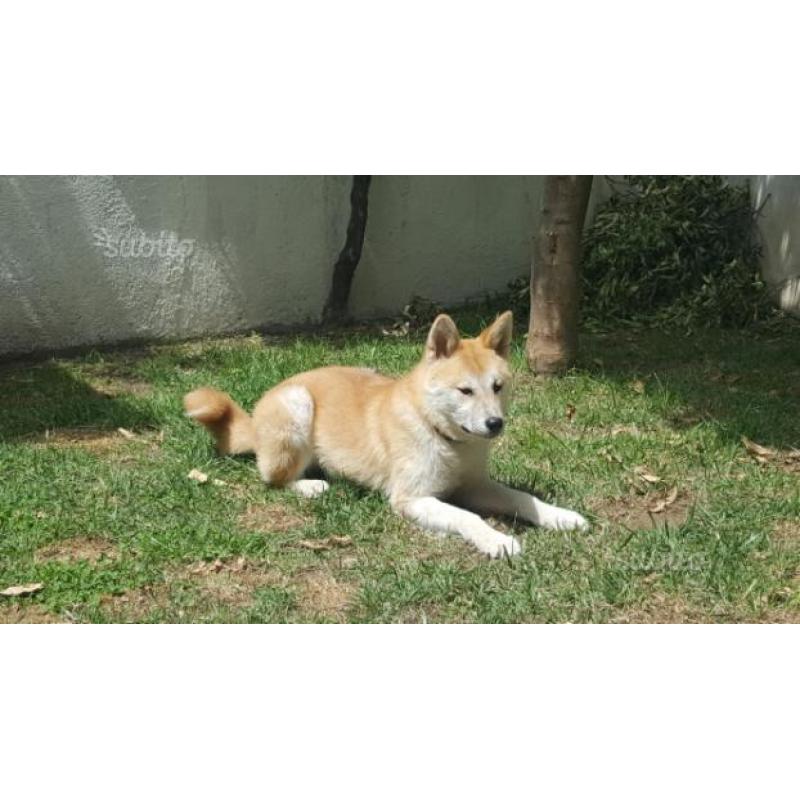 Akita inu Femmina