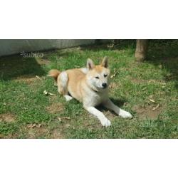 Akita inu Femmina