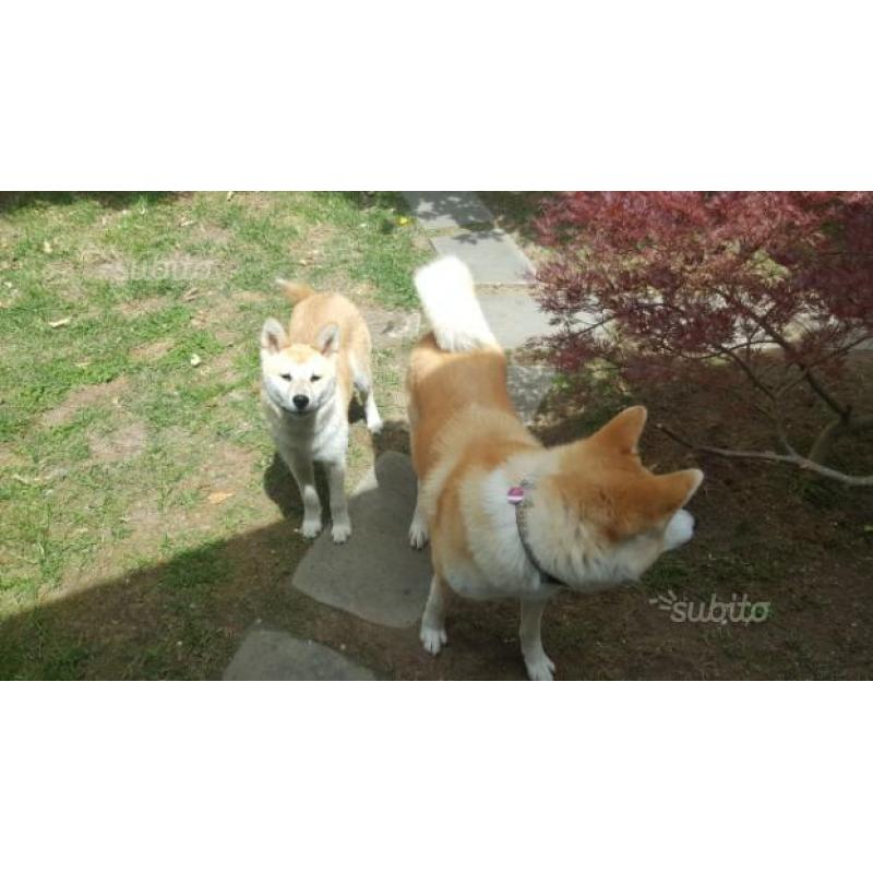 Akita inu Femmina