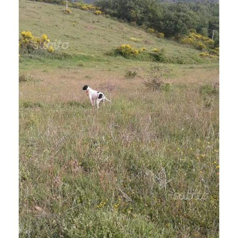 Pointer di sedici mesi e di ventiquattro mesi