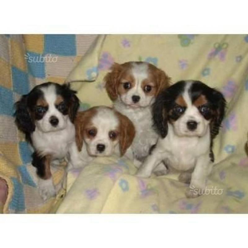 Cuccioli di cavalier King