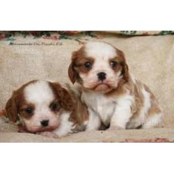 Cuccioli di cavalier King