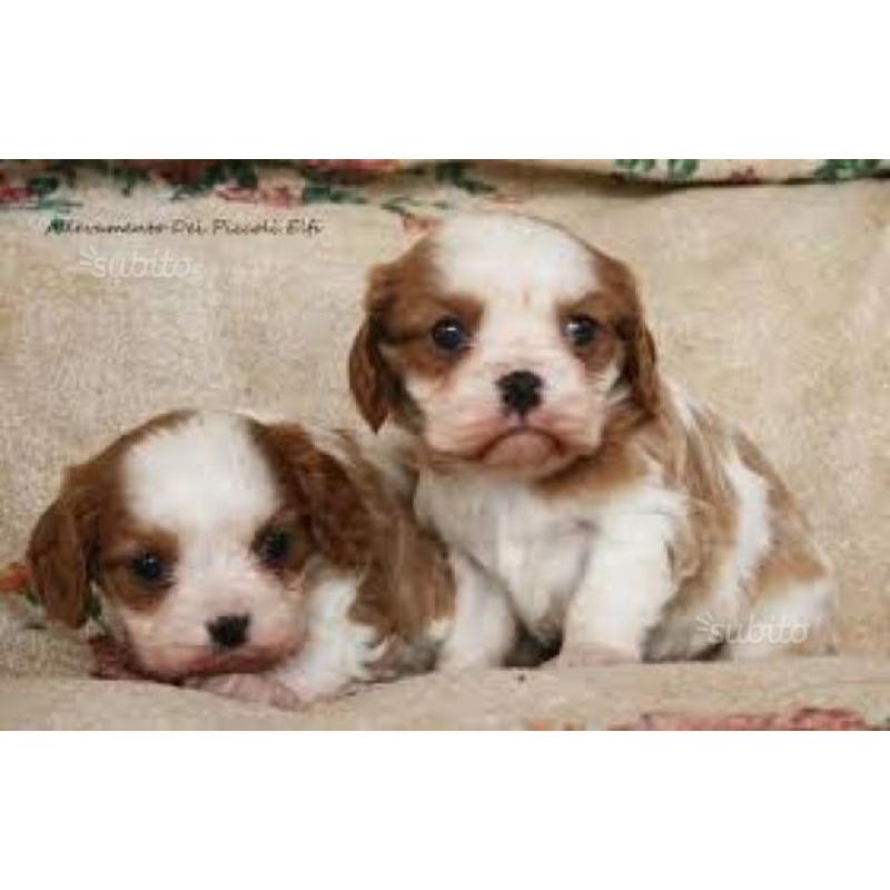 Cuccioli di cavalier King