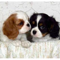 Cuccioli di cavalier King