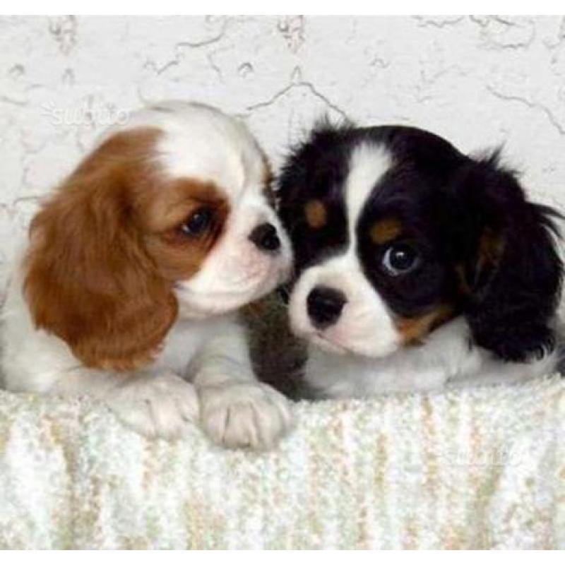 Cuccioli di cavalier King