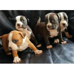 American staffordshire pedigree alta genealogia