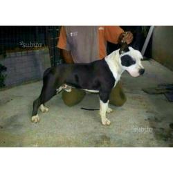 American staffordshire pedigree alta genealogia