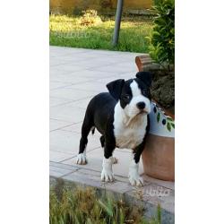 American staffordshire pedigree alta genealogia