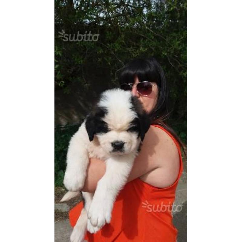 Strepitosi cuccioli san bernardo taglia gigante