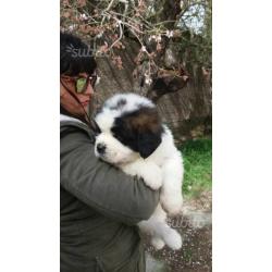 Strepitosi cuccioli san bernardo taglia gigante