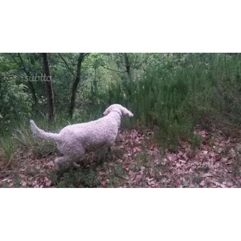 Lagotto femmina