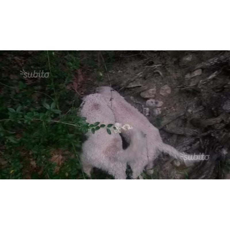 Lagotto femmina