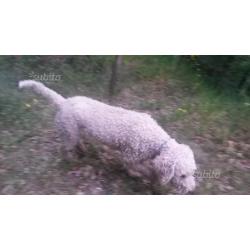 Lagotto femmina