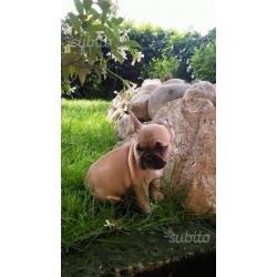 Cucciole Bulldog Francese Top