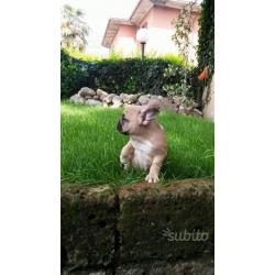 Cucciole Bulldog Francese Top