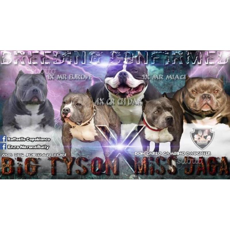 American Bully Dax-line / Miagi-Line