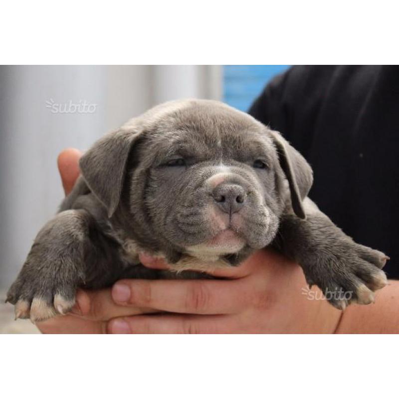 American Bully Dax-line / Miagi-Line