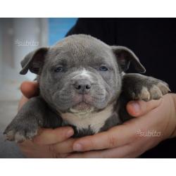 American Bully Dax-line / Miagi-Line