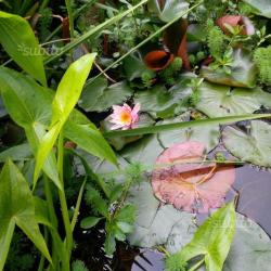 Piante acquatiche da laghetto zen