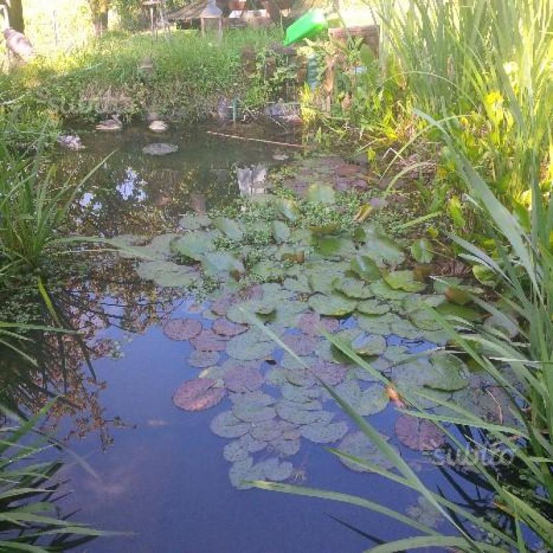 Piante acquatiche da laghetto zen