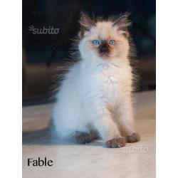 Ragdoll seal colourpoint con pedigree