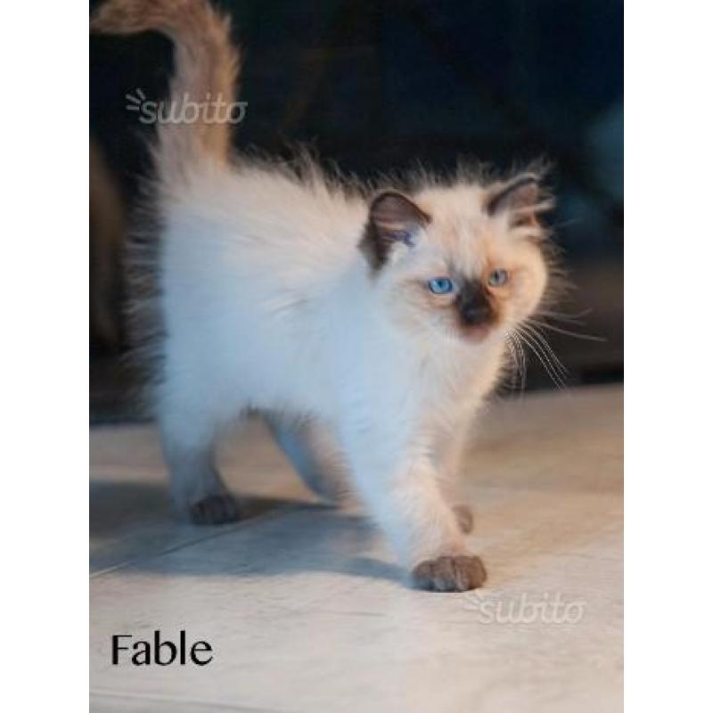 Ragdoll seal colourpoint con pedigree