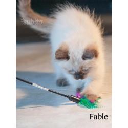 Ragdoll seal colourpoint con pedigree