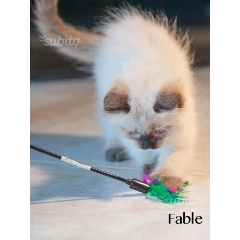 Ragdoll seal colourpoint con pedigree