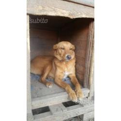 Lola - mix labrador in adozione