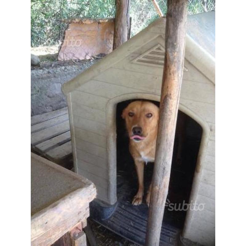 Lola - mix labrador in adozione