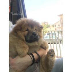 Cucciola chow chow