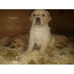 Cuccioli di labrador