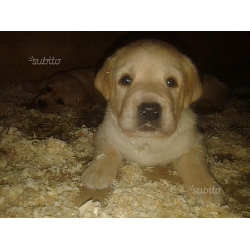 Cuccioli di labrador