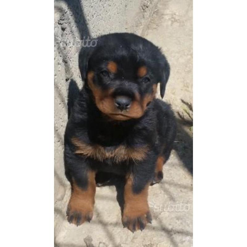 Ultimi cuccioli di Rottweiler