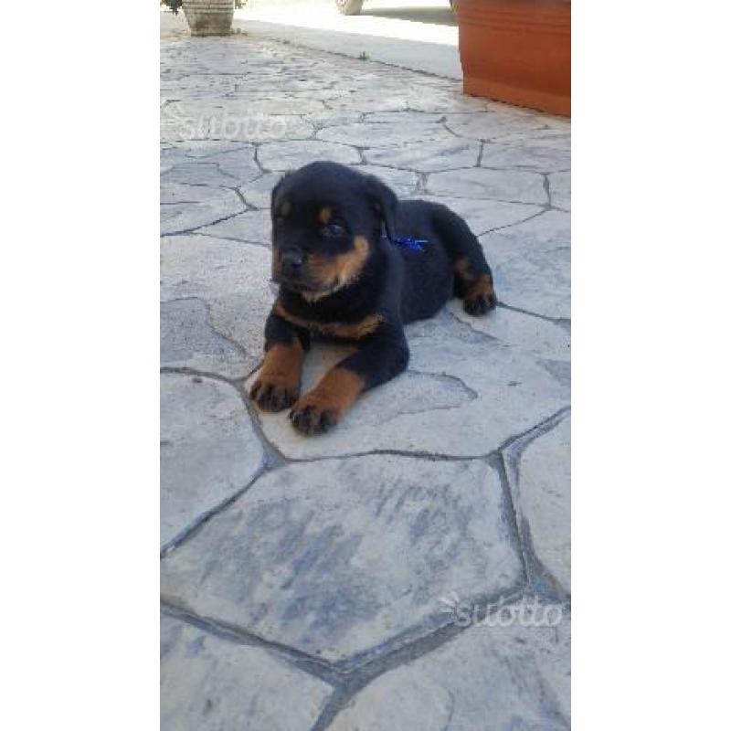 Ultimi cuccioli di Rottweiler