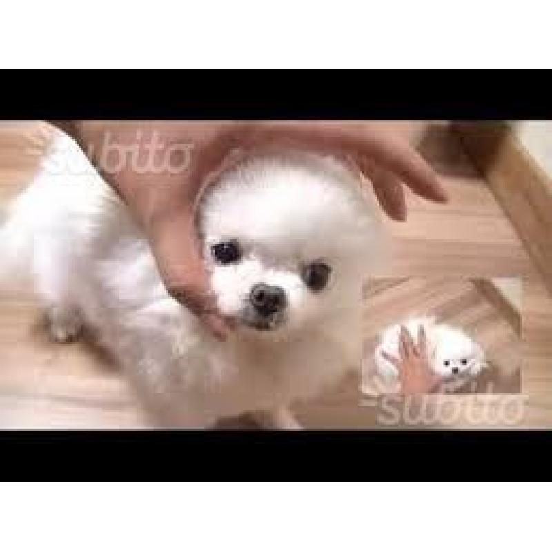 Pomerania mini toy