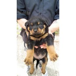 Rottweiler