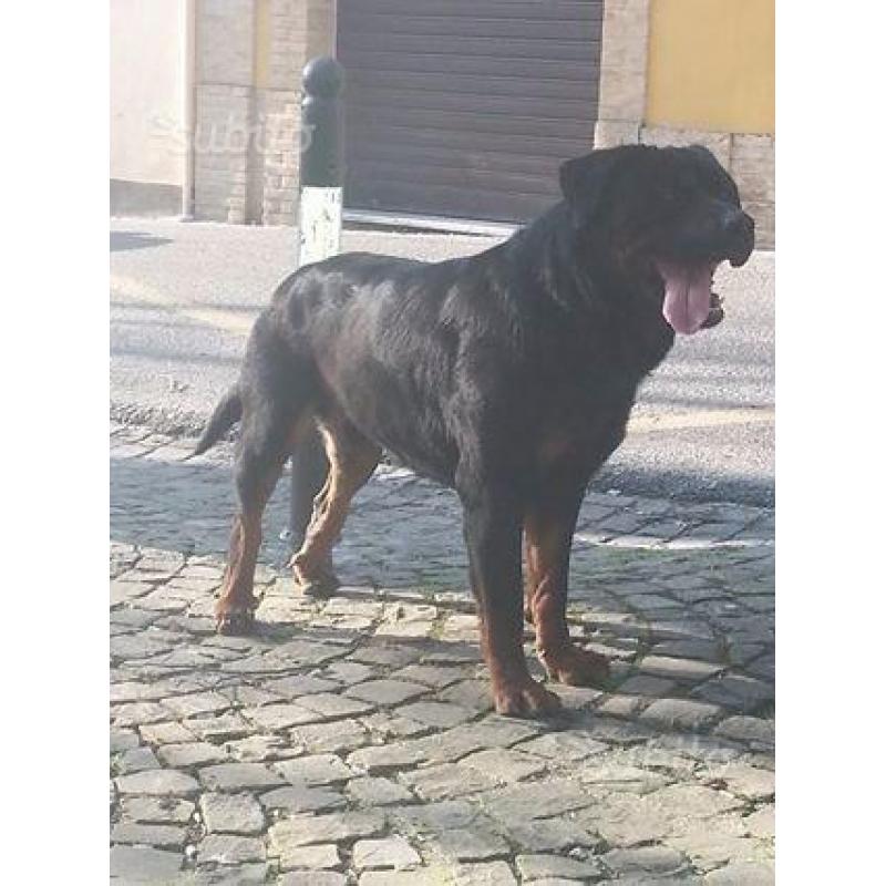 Rottweiler