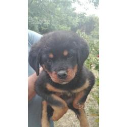 Cuccioli Rottwailler