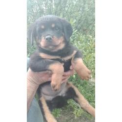 Cuccioli Rottwailler