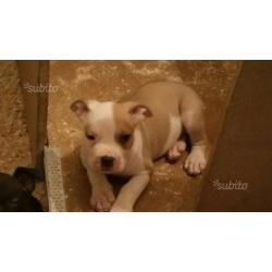 Cuccioli american staffordshire