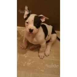 Cuccioli american staffordshire