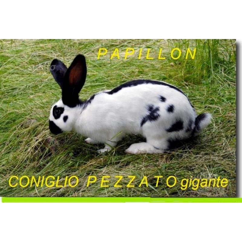 CONIGLI Pezzato gigante