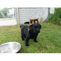 Cuccioli di Labrador Retriever