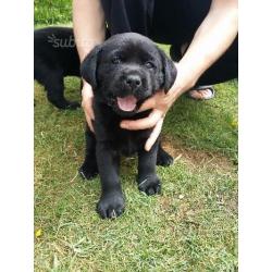 Cuccioli di Labrador Retriever