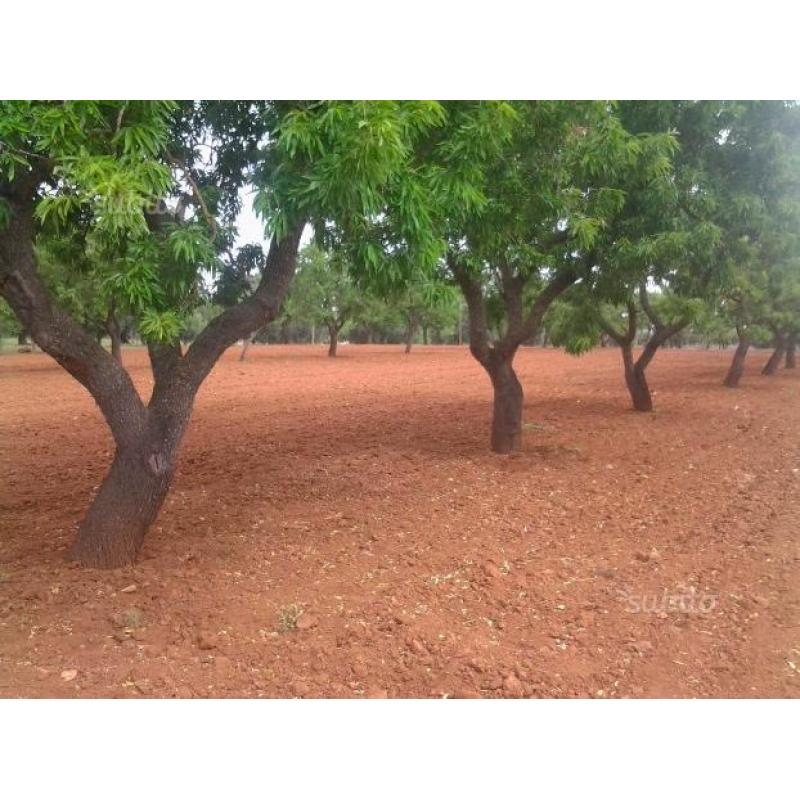 Terreno con alberi di mandorle